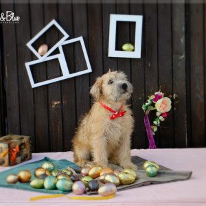 ALATHEA VILLA OF ZIVA'S WHEATEN HOME a