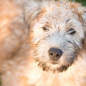 ALATHEA VILLA OF ZIVA'S WHEATEN HOME3